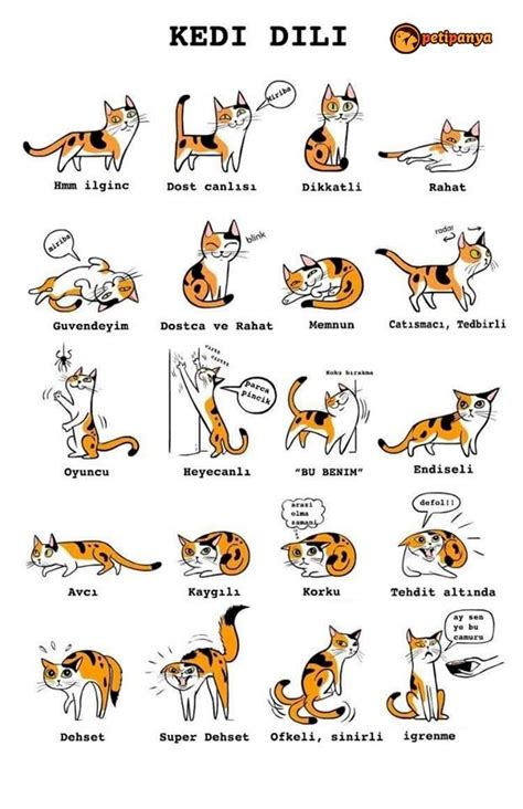 kedilerin yatış şekilleri anlamları